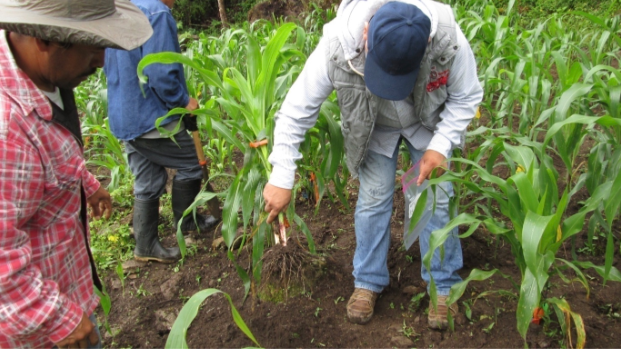 Former UC Davis Fulbright Scholar Javier Lopez-Baltazar during a field trial in the Sierra Mixe region of Oaxaca, Mexico. (Courtesy of Javier Lopez-Baltazar) Former UC Davis Fulbright Scholar Javier Lopez-Baltazar during a field trial