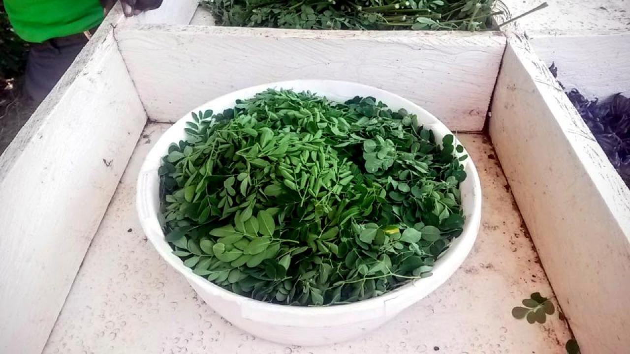 Bowl of harvested moringa in Rongo, Kenya at the Lawala Community Clinic. (Photo courtesy of Carrie Waterman) Bowl of harvested moringa in Rongo, Kenya at the Lawala Community Clinic