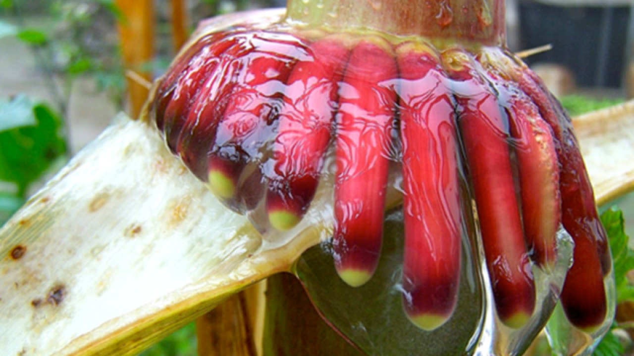 Aerial roots of corn from Sierra Mixe ALAN BENNETT / UC DAVIS. Aerial roots of corn from Sierra Mixe