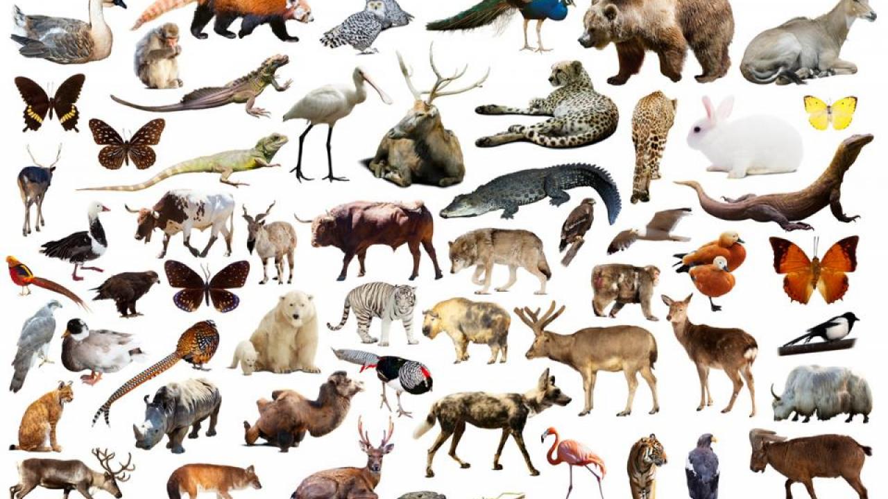 UC Davis is the administrative home for the Earth BioGenome Project, a global effort to sequence the genetic code of all the planet’s eukaryotes — some 1.5 million known species including all known plants, animals, protozoa and fungi. (Credit: Thinkstock) animals